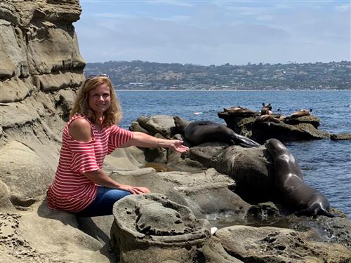 sea lions sea lions